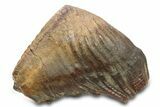 Woolly Mammoth Upper M Molar - North Sea Deposits #298471-3